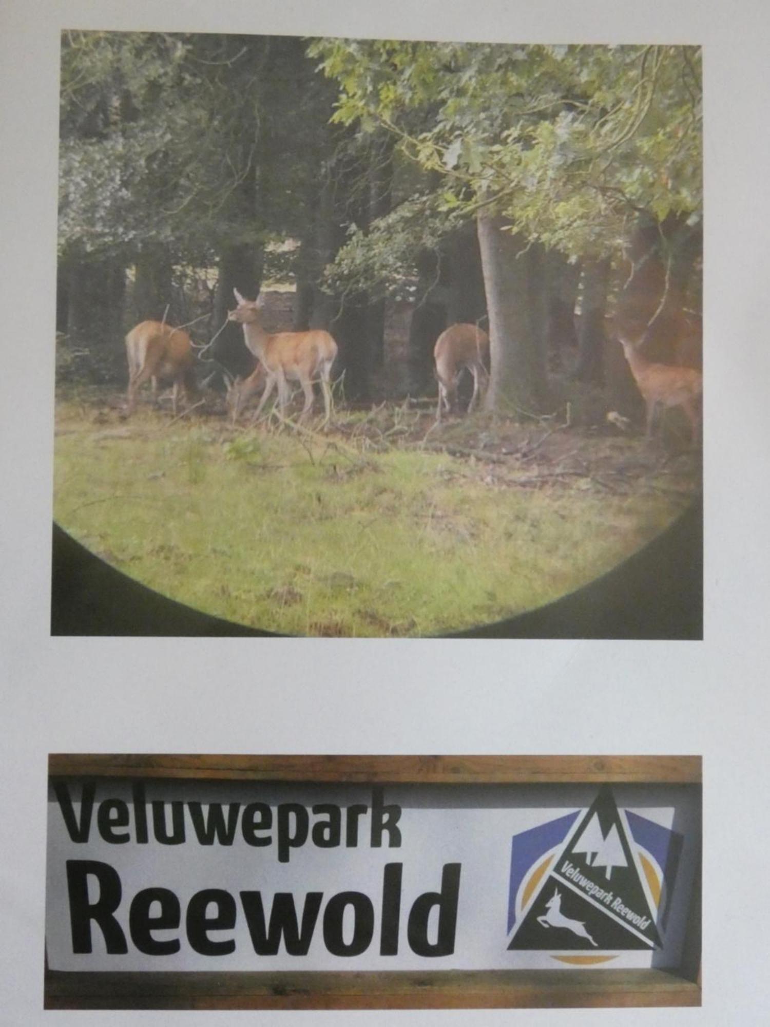 Veluwepark Reewold #Chalet Buizerd# Tussen Het Bosrijke Putten En Garderen ภายนอก รูปภาพ